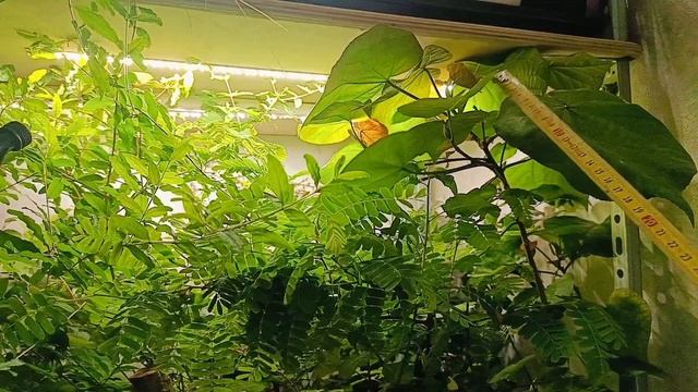 устройство стеллажа для выращивания бонсай