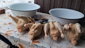 Занимаюсь птицей. Жизнь в Деревне 🏡