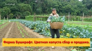 Ферма Бушкрафт в Пханге. Вьетнам. Цветная капуста сбор и продажа.