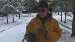 Как зимуют наши саженцы и как их приобрести