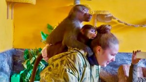 С гамадрилами НЕ РАССЛАБИШЬСЯ, Люся с Анфисой четко дали это понять Алине😂!