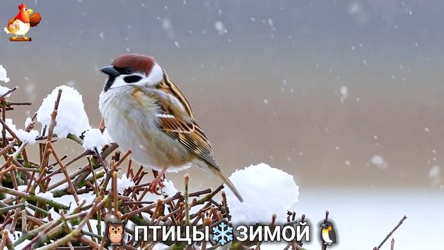 Птицы зимой в лесу 🐦_⬛🦉🦅 видео для отдыха душой 🌲(17) смотреть онлайн