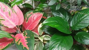 Обзор комнатных растений🌹🌿🌹🌿🌹Продолжение...❄️☀️Январь'26