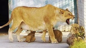 АвтоЛЬВИЦА -автоледи в декрете. На самолете ЛЕТАЛА, на авто по саванне ГОНЯЛА, теперь примерная мать