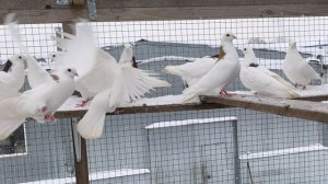 Голуби зима 2026