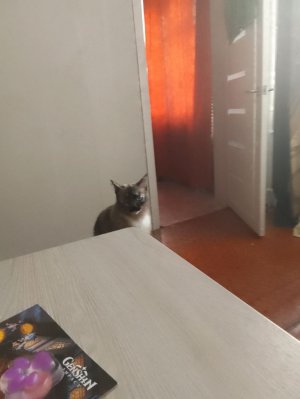 показываю своих домашних питомцев.