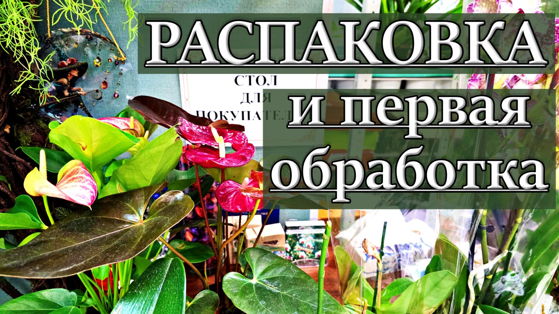 Что Привезла От ZeboOrchids? Антуриумы, Орхидеи и КУСКИ ФИТОСТЕНЫ!