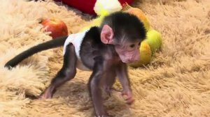 Посмотрите как развивается  Николь-уже играет игрушками и пытается есть яблоки😂