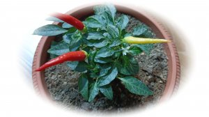 Декоративный перец - Медуза 2024г-2025г.