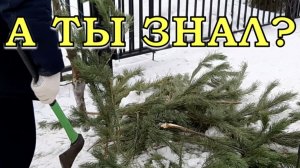 Куда деть ЁЛКИ после праздников? 🎄ВЕЗЕМ на ДАЧУ!🎄🎄🎄