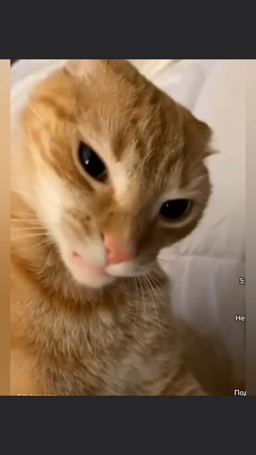 кошки - это не смешно🥶 смотреть онлайн