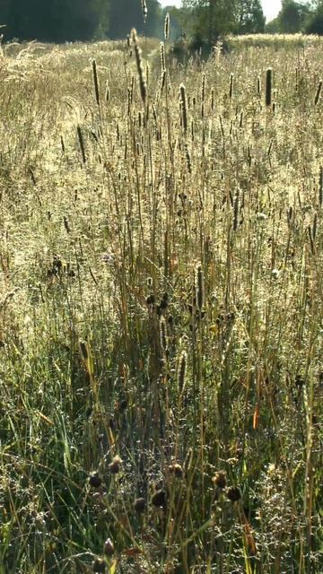 Живые картины русской природы 7