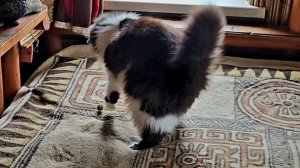 Хитрые кошки, купание вазы и бодрое утро