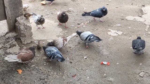 Один из дней города Евпатории | 11 января 2021 г | Крым | ХАН БАТОН XAH 6ATOH / VID_20210111_135706 смотреть онлайн