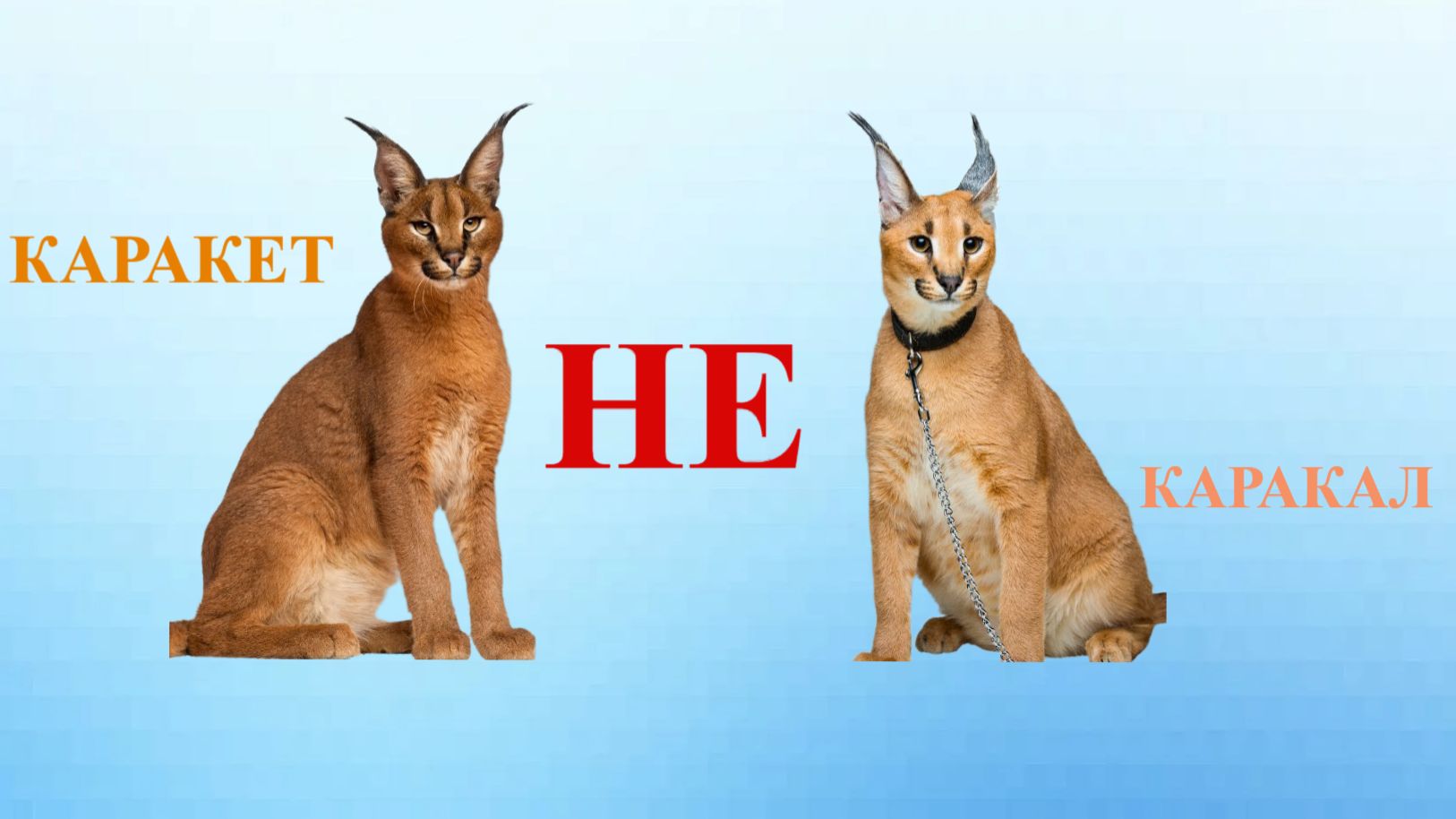 КараКАЛ и караКЕТ в чем разница, отличия каракета от каракала смотреть онлайн
