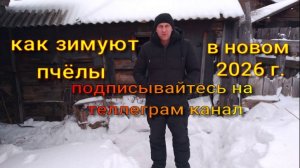 осмотр пчел начало января 2026г.