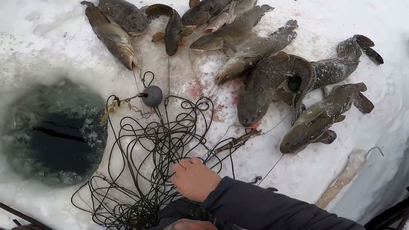 Рыбалка на перемёты. Краткий отчёт с Енисея. 56 смотреть онлайн