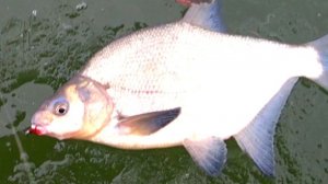 Ловля ЛЕЩА по прозрачному льду! Зимняя рыбалка на леща! Рыбалка на ОКЕ!