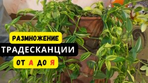 РАЗМНОЖЕНИЕ ПРЕКРАСНОГО РАСТЕНИЯ-ТРАДИСКАНЦИИ ОТ А ДО Я! КАК РАЗМНОЖИТЬ ПРОСТОЙ СПОСОБ..