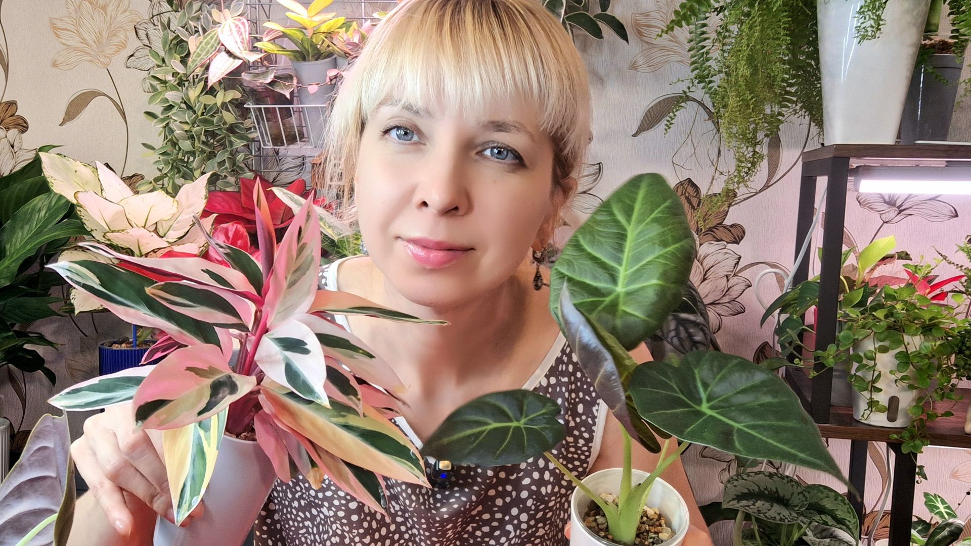 Пересадка алоказий и строманты смотреть онлайн