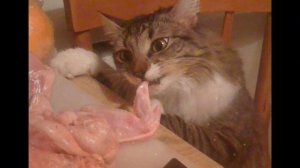 МОЖНО ЛИ КОШКАМ ДАВАТЬ ЕСТЬ КУРИНУЮ КОЖУ?