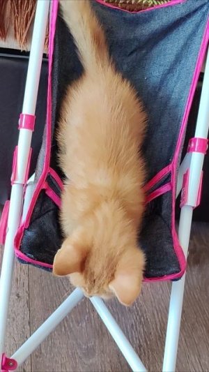 С дивана через коляску. #котенок