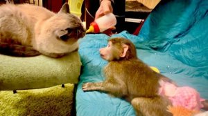 Кто хочет ПОХОХОТАТЬ смотрите это видео! Анфиса с Барсиком пьют любимое молочко 😂