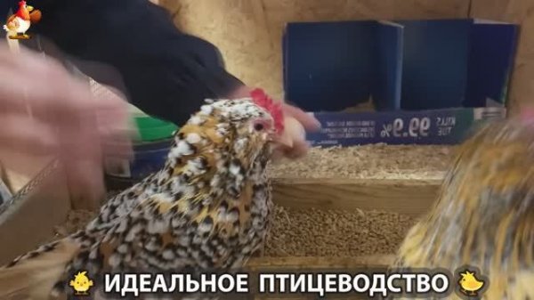 Идеальное птицеводство достойно восхищения 🐓🦆🦢🦚🦃🐔 эпизод (437)