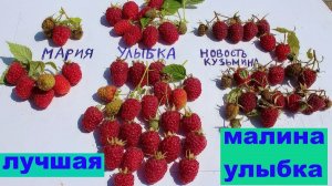 ЛУЧШИЙ СОРТ МАЛИНЫ УЛЫБКА