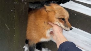 Лиса-Алиса. Снежное утро лисы