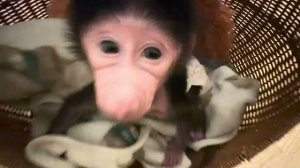 Вот так я укачиваю малышку Николь перед сном❤️