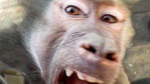 СМЕШНО ДО СЛЕЗ! Степка так нам обрадовался, что УДЕЛАЛ ВСЕХ!