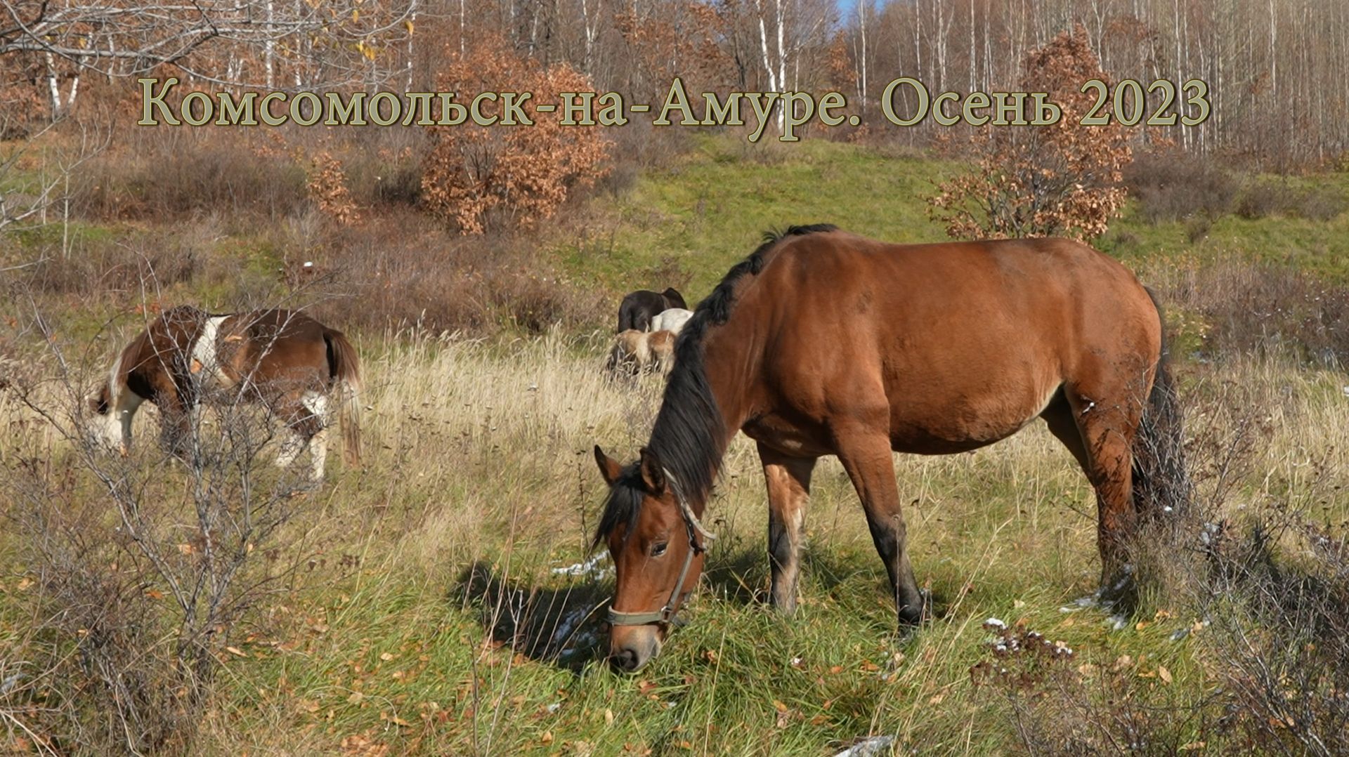Комсомольск-на-Амуре. Осень. Лошади. смотреть онлайн