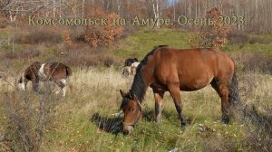 Комсомольск-на-Амуре. Осень. Лошади.