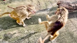 Как же Люська ОТВАЖНО ЗАЩИЩАЕТ Анфису от Степки - ЭТО ПРОСТО НАДО ВИДЕТЬ!