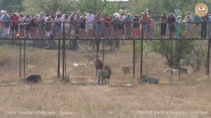 Лучший завтрак сезона. Львы. Тайган. 2019