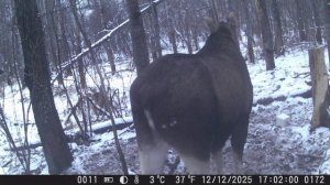Пришли волки, кто выжил и остался в лесу?