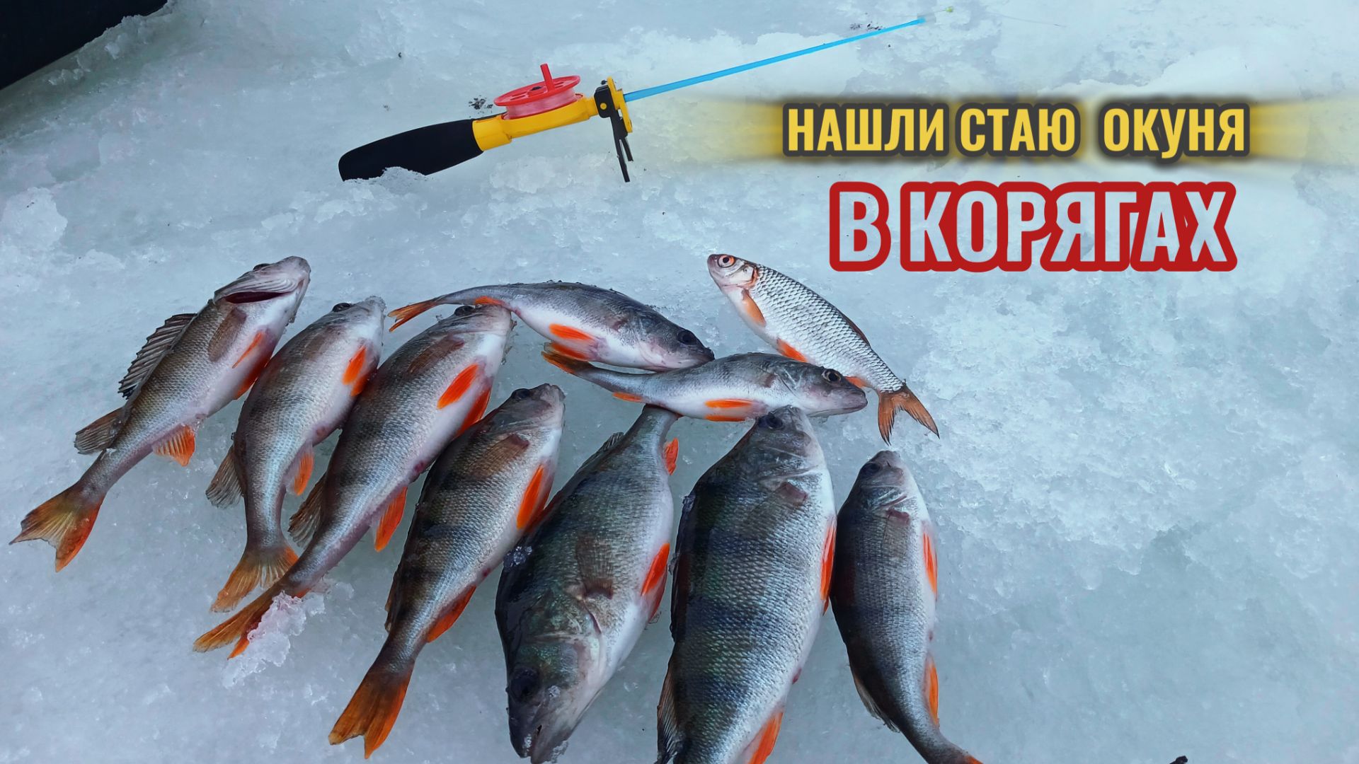 НАШЛИ СТАЮ ОКУНЯ в КОРЯГАХ!!РЫБАЧИМ одни на ПРУДУ в НОВОГОДНИЕ ПРАЗДНИКИ! смотреть онлайн