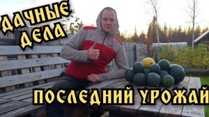 Дача. Обзор. Осенние дела. Посадка чеснока, жимолости. Последний урожай.