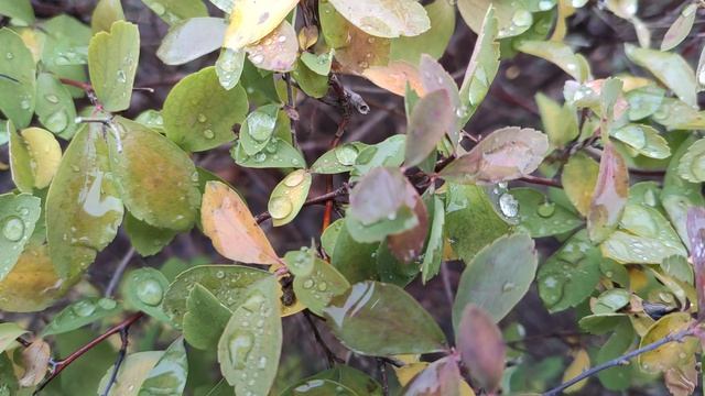 Один из дней города Евпатории | 13 января 2021 г | Крым | ХАН БАТОН XAH 6ATOH / VID_20210113_131413 смотреть онлайн