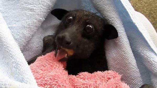 Наслаждается бананом