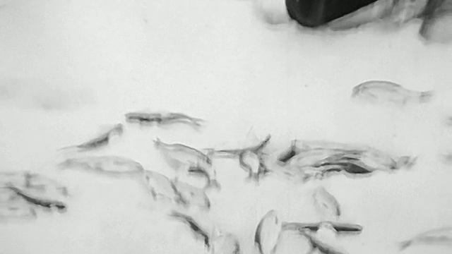 1979 год. Тюменский район. Зимняя рыбалка смотреть онлайн