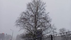 Давно такого не было!70 лет!рекорд метеорологический! В городе  бушует циклон "Френсис"