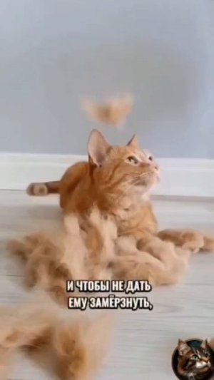 советы для котиков для ухода за человеком #shorts