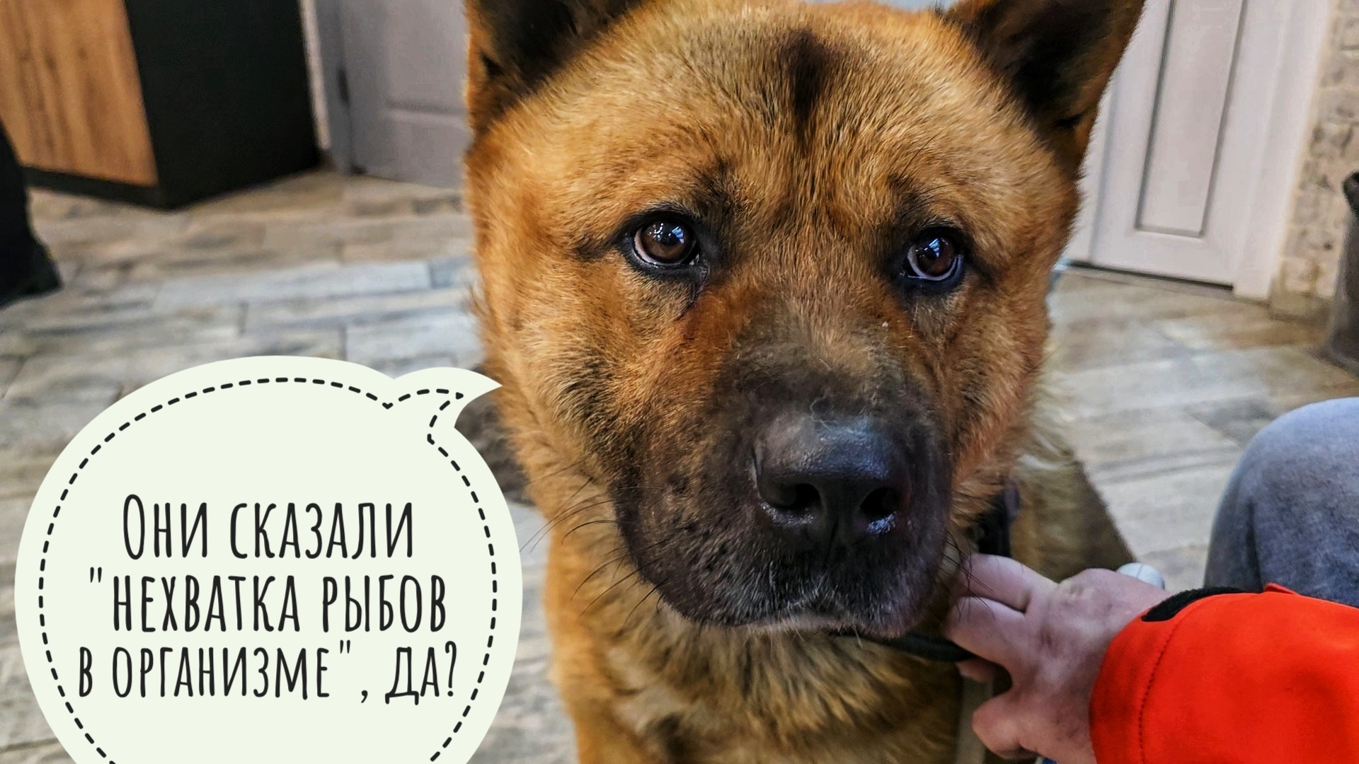 Пёс Кубик посетил невролога, получил рекомендации. Обнаружили проблему его вялости и нерадости смотреть онлайн