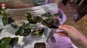 БЕГОНИЯ БИГ ДЕ ЛЮКС.КАК СОХРАНЯЮ БЕГОНИЮ ДОМА.КАК ЧЕРЕНКУЮ БЕГОНИЮ.