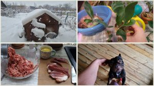 Сделаю что бы мне это не стоило! Накрыл снежный циклон. Полив и осмотр платицериумов после пересадки