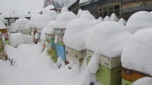 январь, про зимние подкормки пчел , ответы на вопросы , часть 2 , 9.01.2026