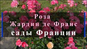 Роза Жардин де Франс - сады Франции