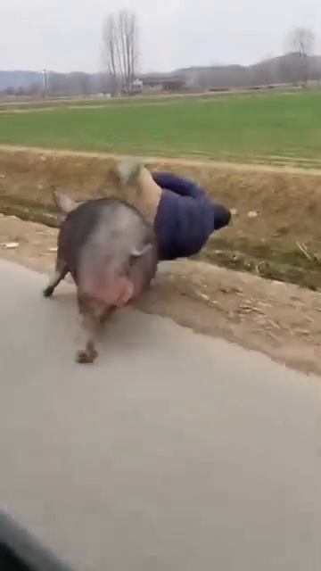 Свинья смотреть онлайн